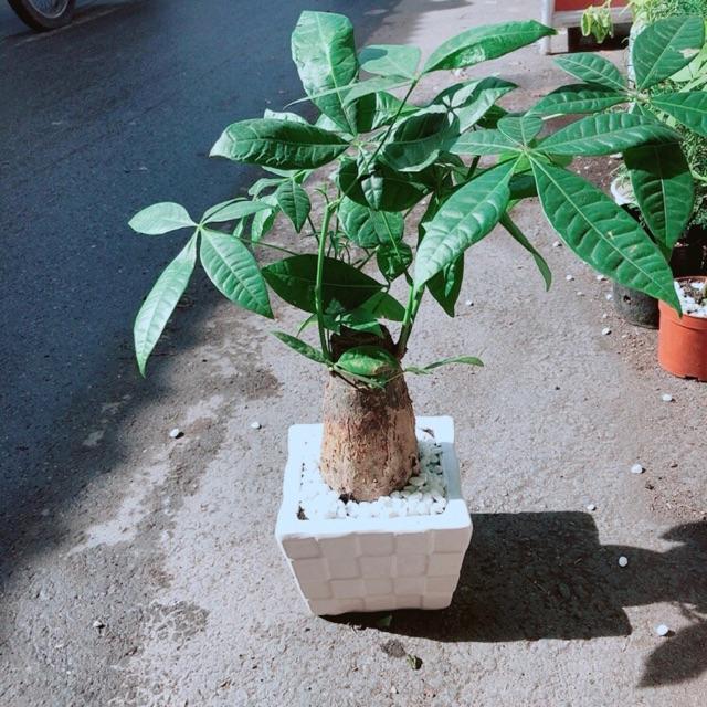 Chậu Kim Ngân Chân Voi