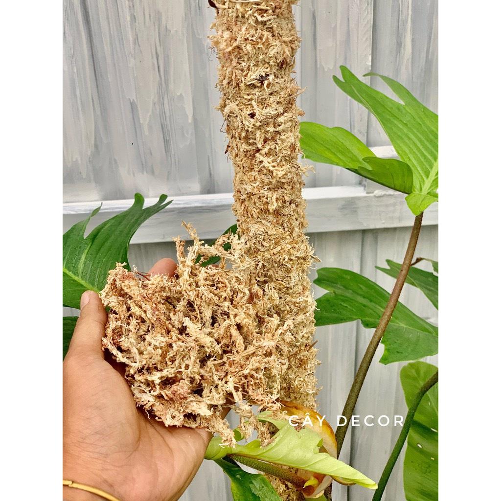 500G Rêu Sâu chile, Nhập Khẩu Trực Tiếp, Chất Lượng Cao, Làm giá thể trồng LAN, Dớn chile