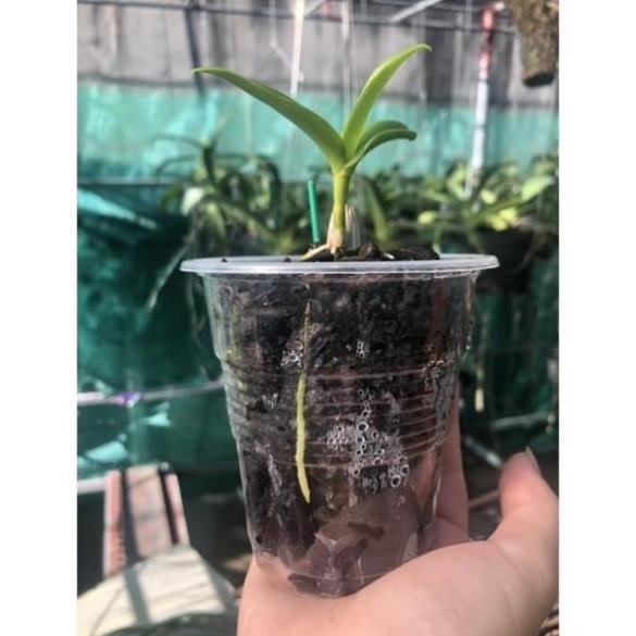 Phong lan phi điệp 5 cánh trắng phú thọ - hàng đột biến rừng