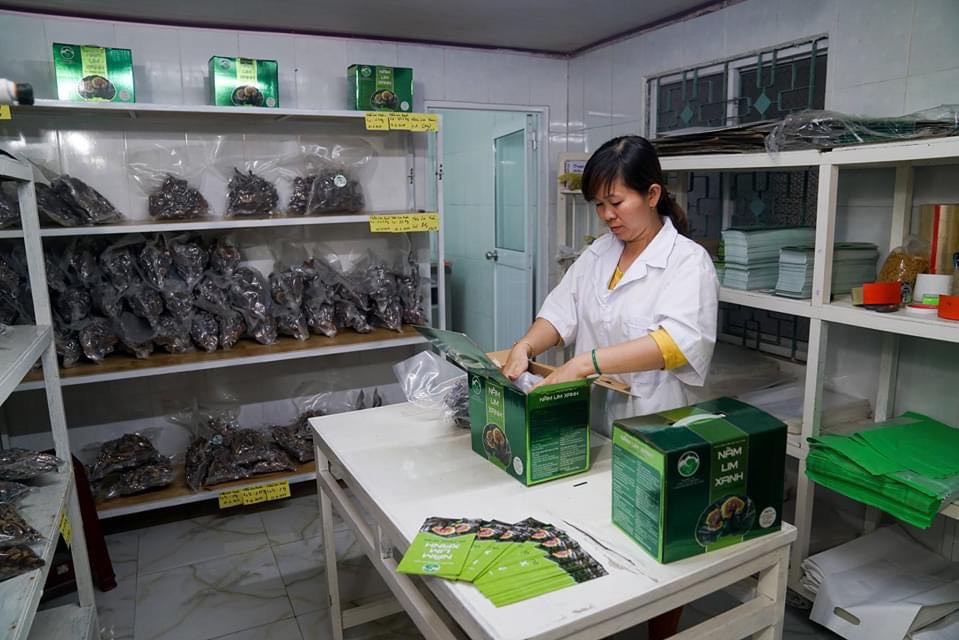 Nấm Lim Xanh Tự Nhiên Nguyên Cây | Hộp 500gr