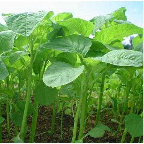Hạt Giống Rau Dền Xanh Lá Tròn 20gram