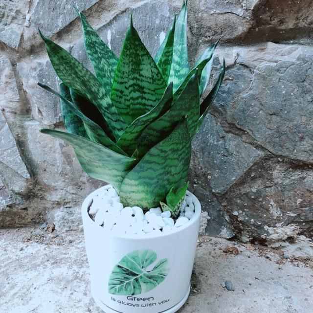 Chậu Cây Lưỡi Hổ Thái Xanh