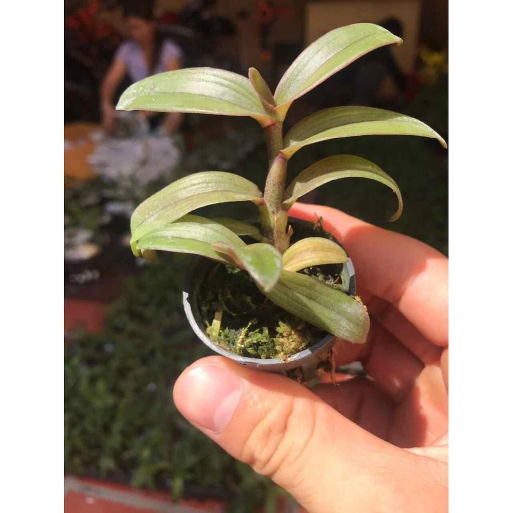 Di linh nù tam bố hàng gieo hạt