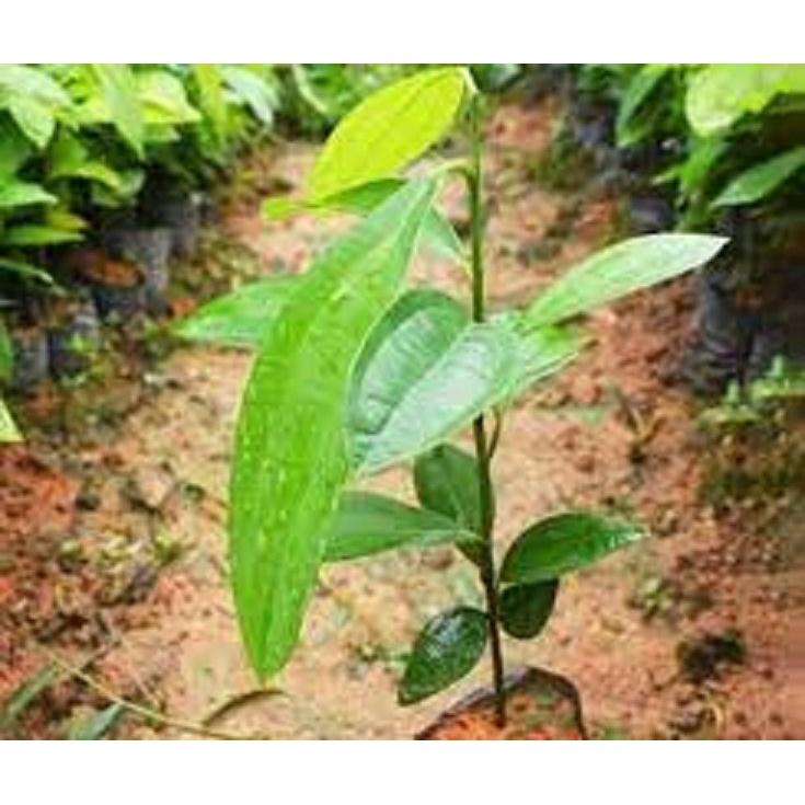 COMBO 2 BẦU CÂY QUẾ GIỐNG - CÂY ĐẸP CHUẨN GIỐNG