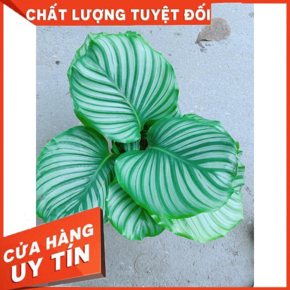Cây Đuôi Công Táo Xanh Lá To Tròn