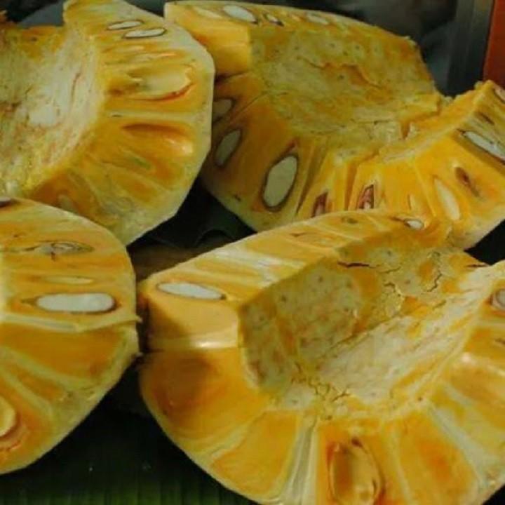 Cây giống mít ta cao 40 - 60cm