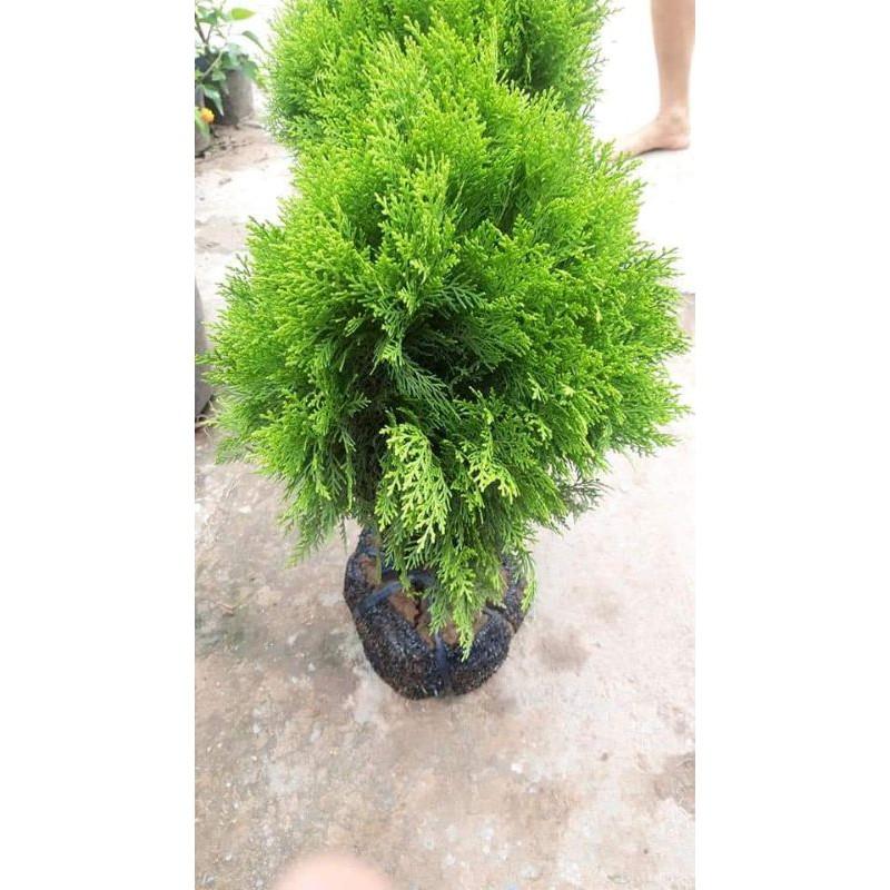 TÙNG BÁCH DIỆP