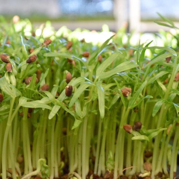 Hạt Giống Mầm Rau Muống Thái Lan-Gói 50gram