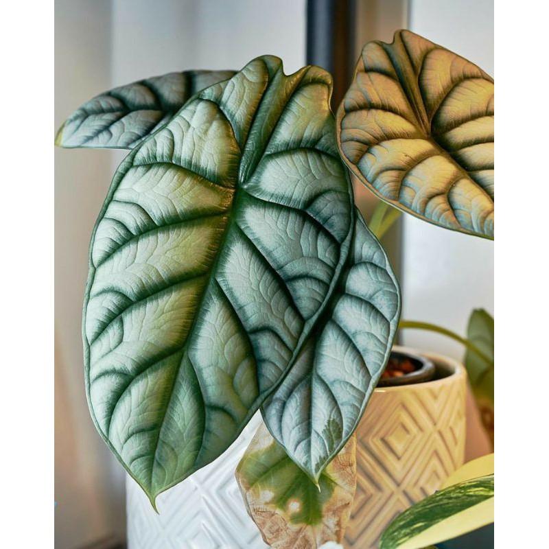 Cây Alocasia Baginda Silver Dragon