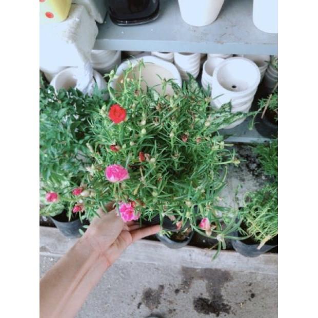Chậu mười giờ giống khoẻ đẹp