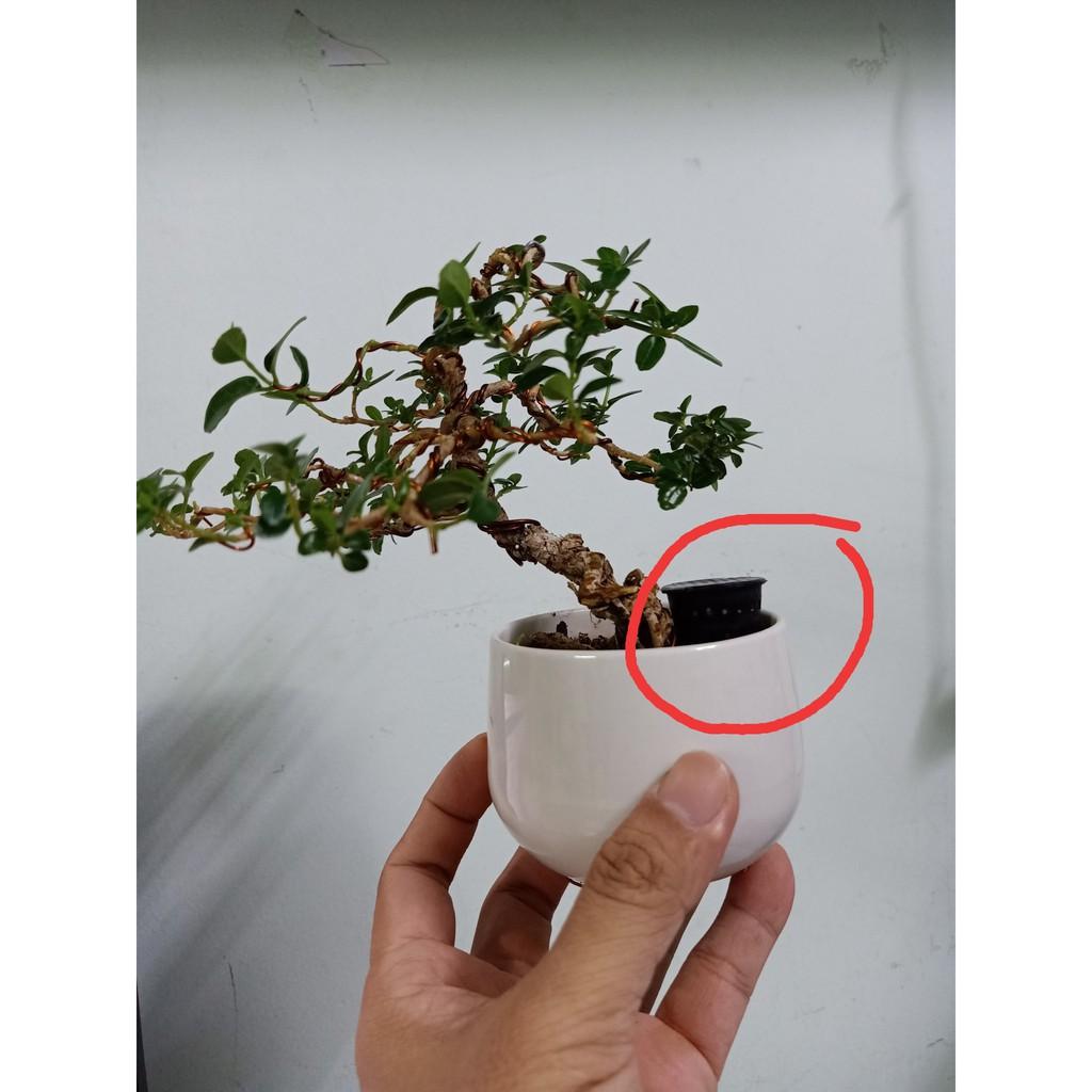 100 giỏ đựng hạt phân tan chậm bón cho cây cảnh, bonsai, hoa lan