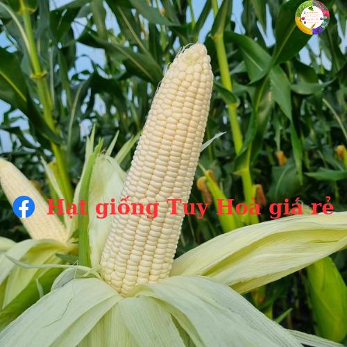 Hạt giống ngô nếp lai F1 Ngọc Trai 06 gói 500 gram
