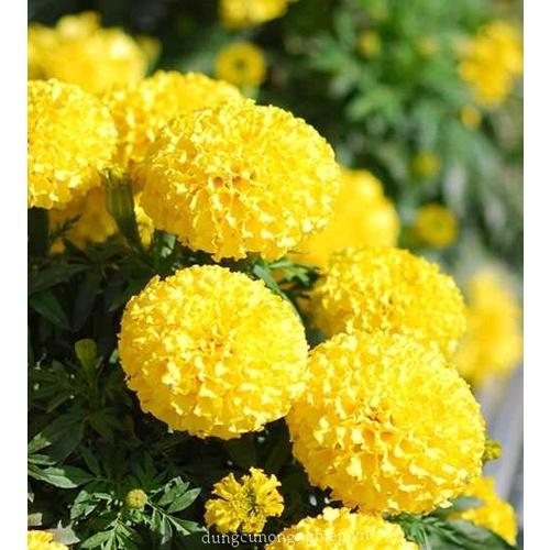 Hạt giống hoa Vạn Thọ vàng chanh Lùn F1 - AGRI YELLOW 01S