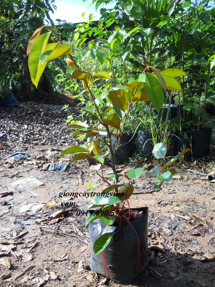 Cây giống Vú Sữa lò rèn giống