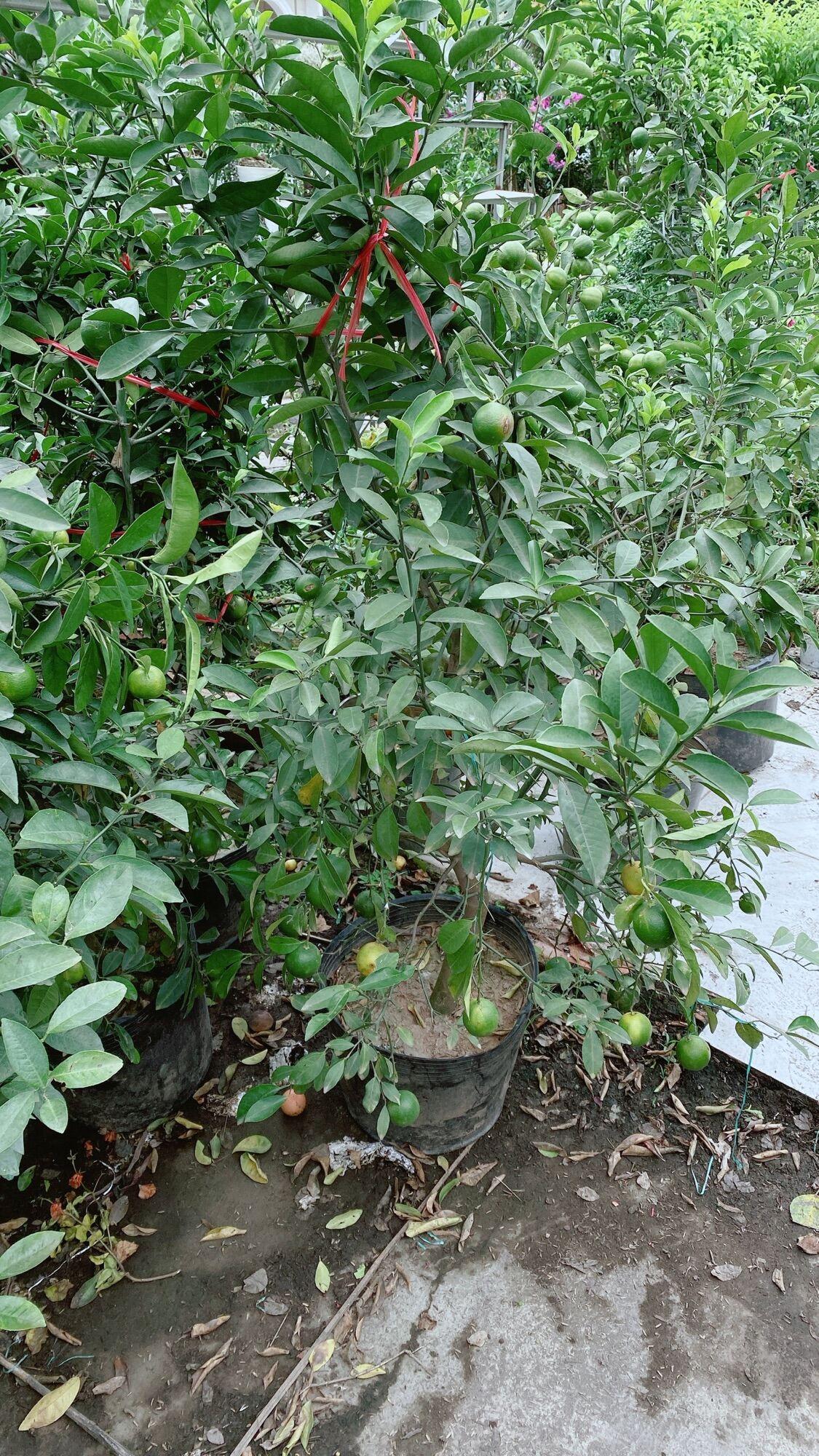 Cây Chanh Đào Sẵn Trái