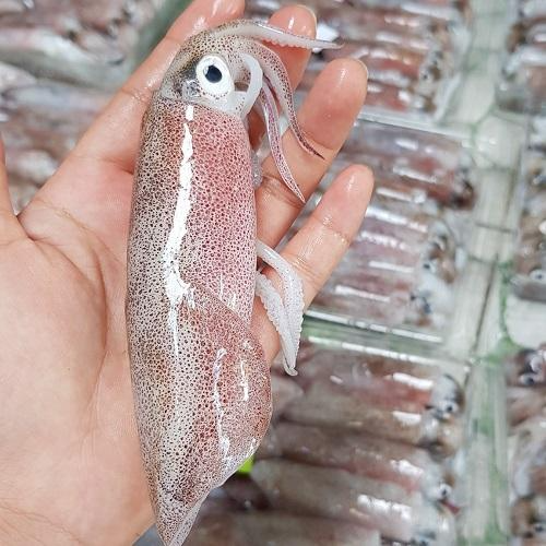 Mực tươi 6-8 con/kg