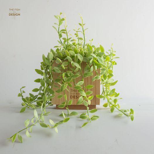 CHẬU GỖ VÀ CÂY HẠT DƯA SIZE L | THE FISH DESIGN