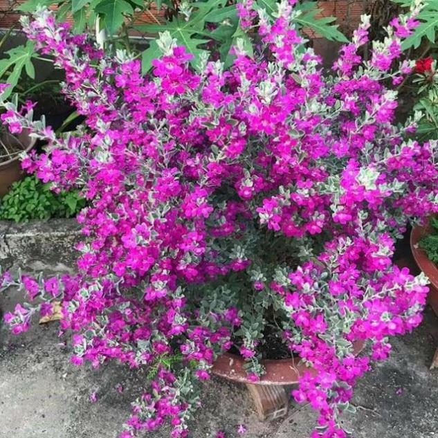 CHẬU HOA TUYẾT SƠN PHI HỒ