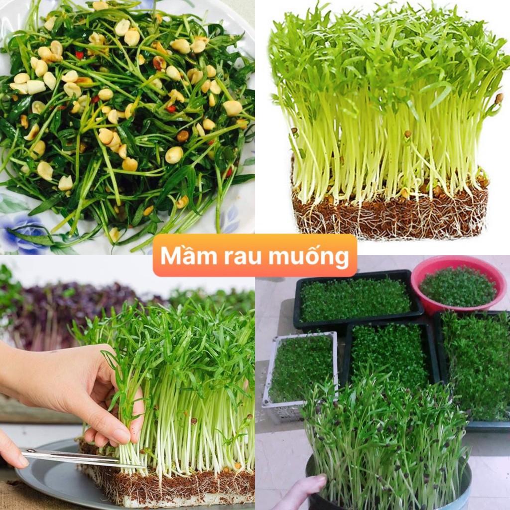 Hạt giống mầm rau muống (gói 500 hạt) siêu dễ trồng kháng bệnh tốt năng suất cao cửa hàng hạt giống uy tín