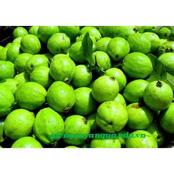 Cây giống Ổi Đông Dư , quả tròn, siêu sớm. .