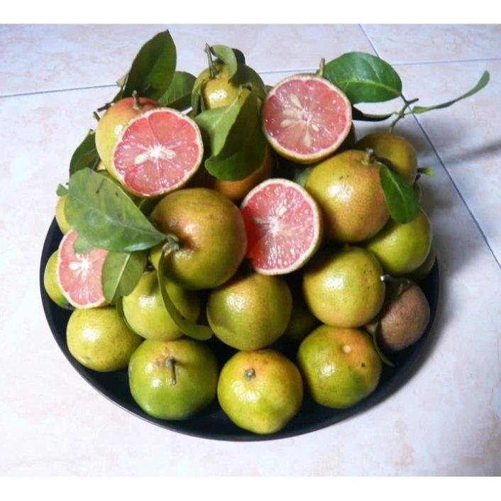 Combo 5 Cây giống chanh đào