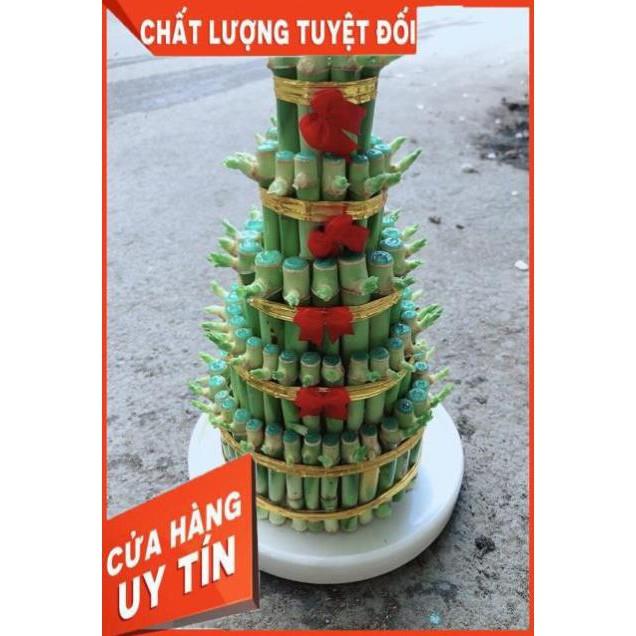 Cây Trúc Phát Tài Kèm Dĩa