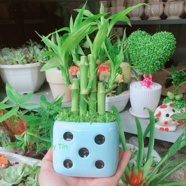 Chậu trúc phát tài