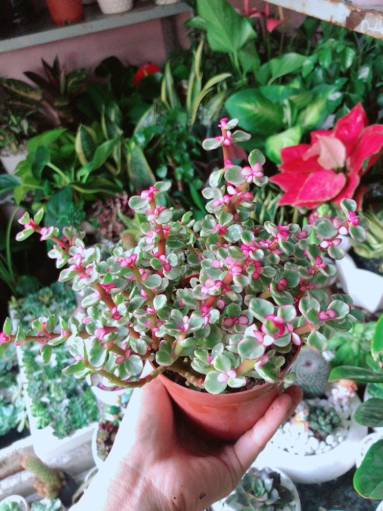 Cây Cành Vàng Lá Ngọc