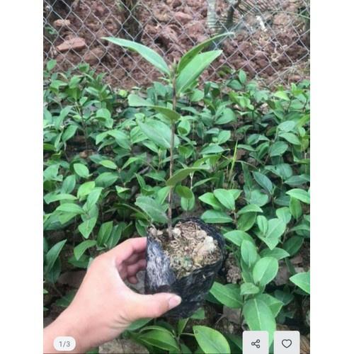 Cây giống TRÀ MY TRẮNG - HOA TO, ĐEP, CÂY KHỎE