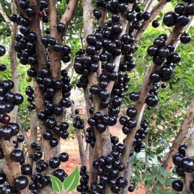 Sản phẩm NHO THÂN GỖ