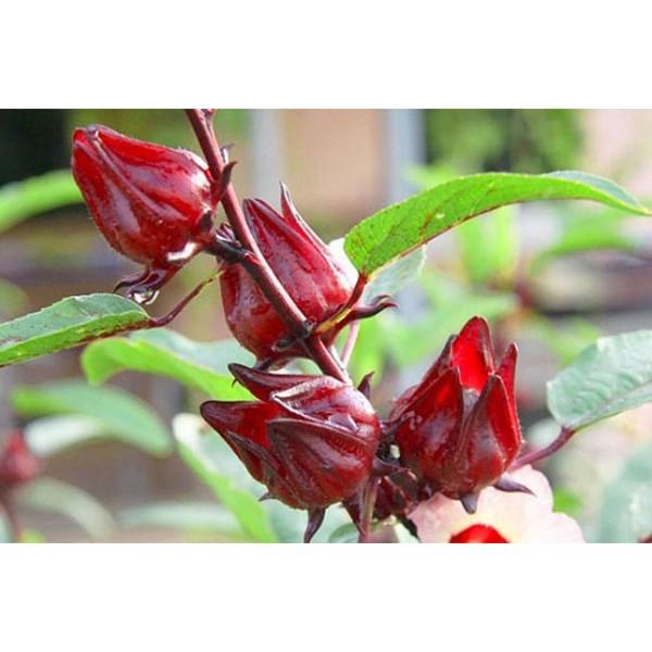 HẠT GIỐNG ATISO ĐỎ