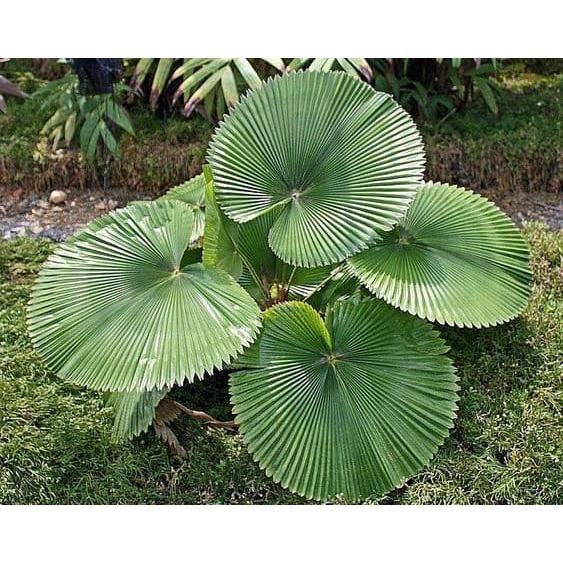 CÂY KÈ NHẬT - CÂY GIỐNG