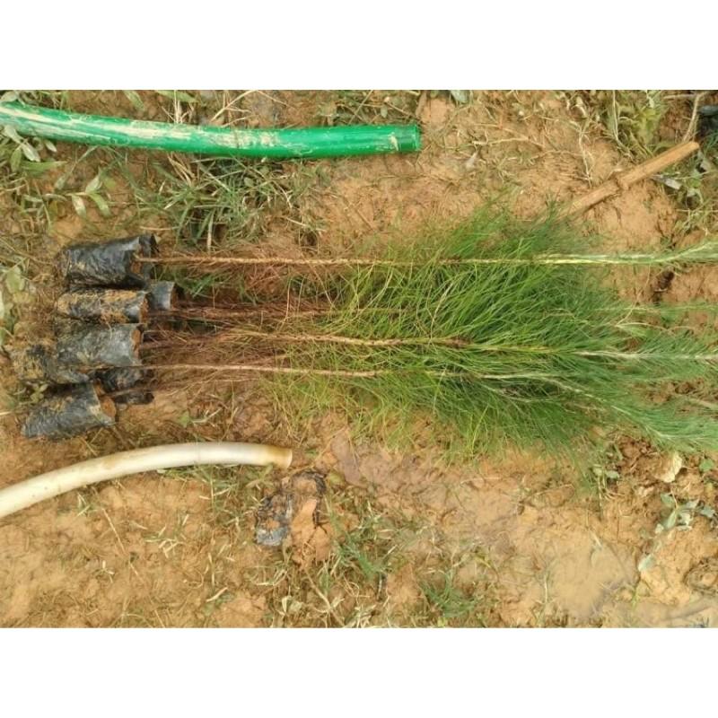 Com bo 5 cây thông giống cao 60cm
