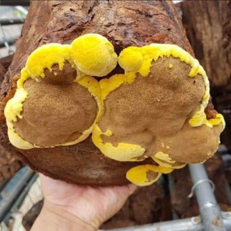 Nấm Linh Chi Nấm Thượng Hoàng Vàng Hàn Quốc