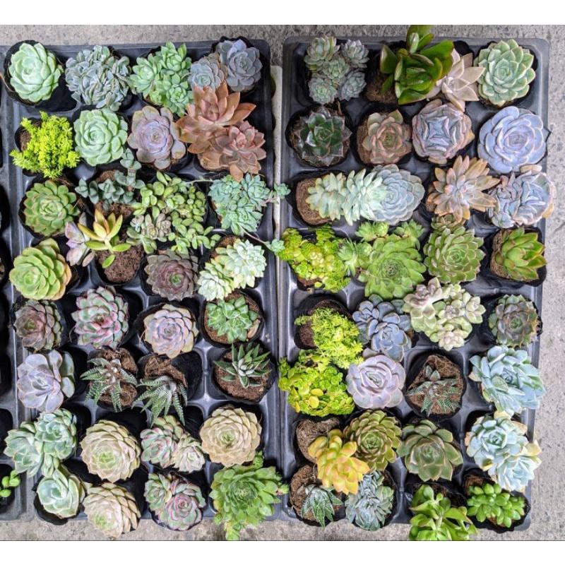 Sen đá bầu nhỏ ngẫu nhiên size 5-8cm FREESHIPĐã thuần khí nóng Bao đẹp