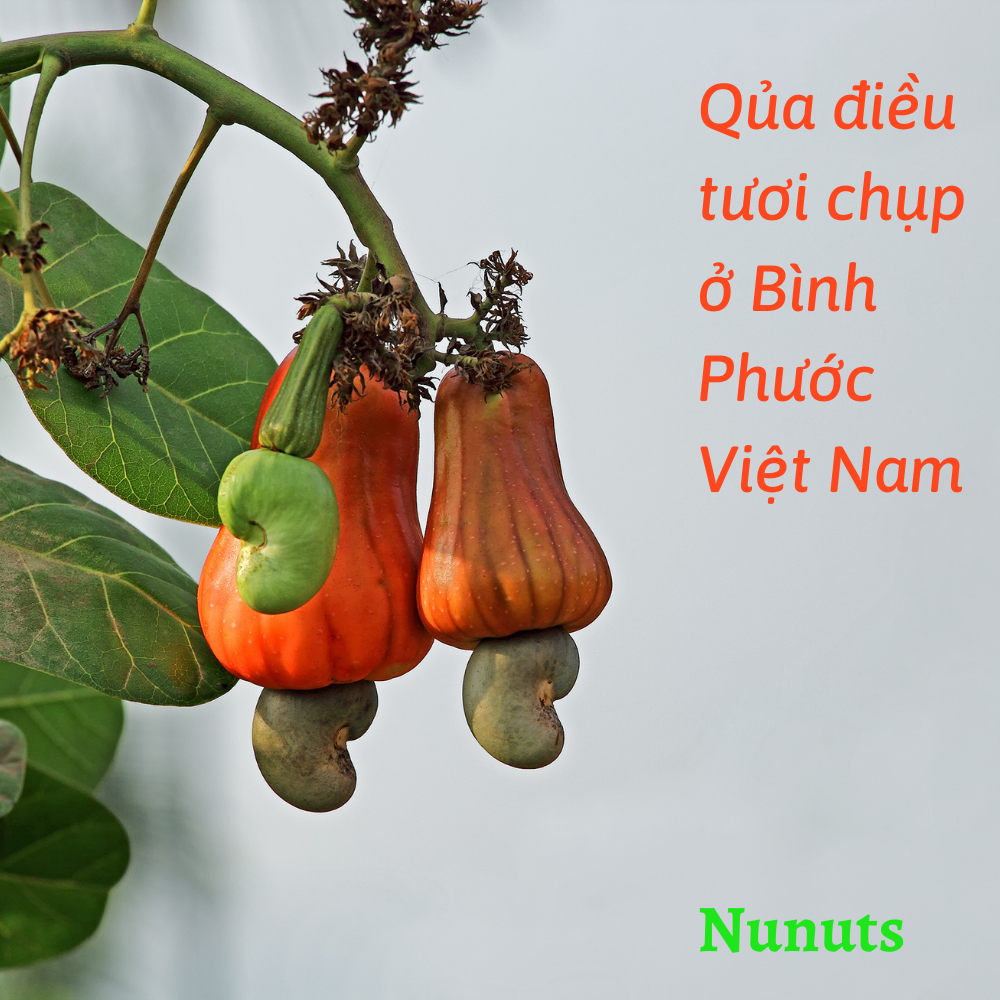 HẠT ĐIỀU TÁCH VỎ LOẠI NGUYÊN HẠT LOẠI 1 NUNUTS