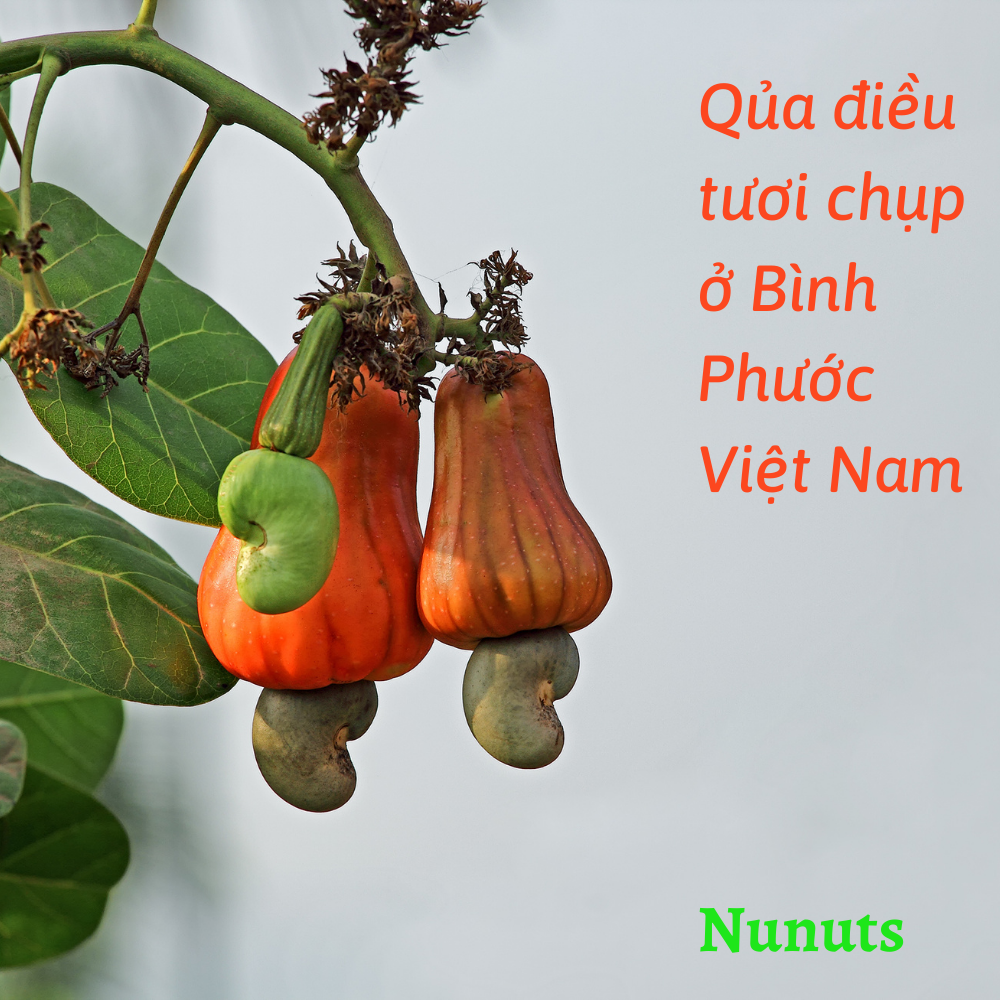 HẠT ĐIỀU TÁCH VỎ LOẠI NGUYÊN HẠT LOẠI 1 NUNUTS (HŨ 250G)