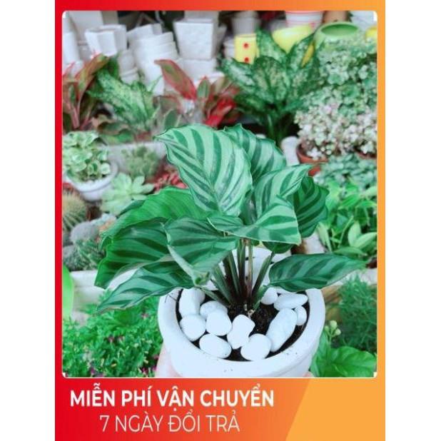 Chậu Đuôi Công Xanh