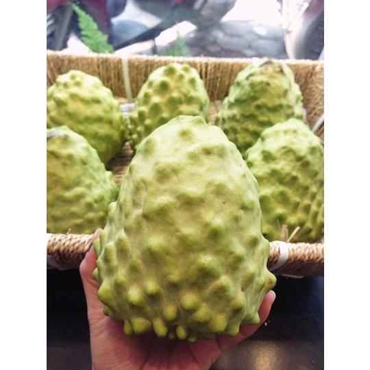 CÂY GIỐNG NA DỨA ĐÀI LOAN