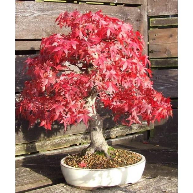Hạt giống cây Phong Lá Đỏ Nhật Bản ( gói 10 hạt tặng gói kích hạt nảy mầm)