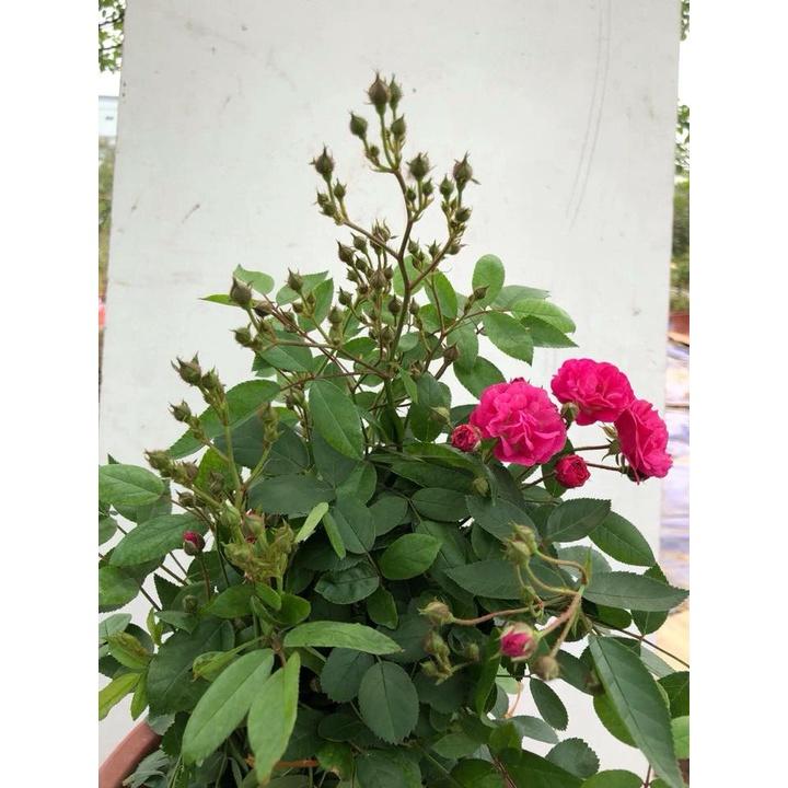 Hoa hồng thân gỗ dáng tree otto line cực đẹp,sai hoa