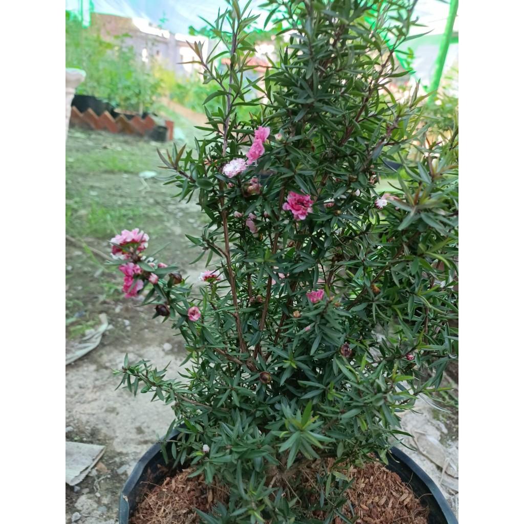 Cây Nhất Chi Mai - Tùng Tuyết Mai hàng sẵn nụ - Trang Flower