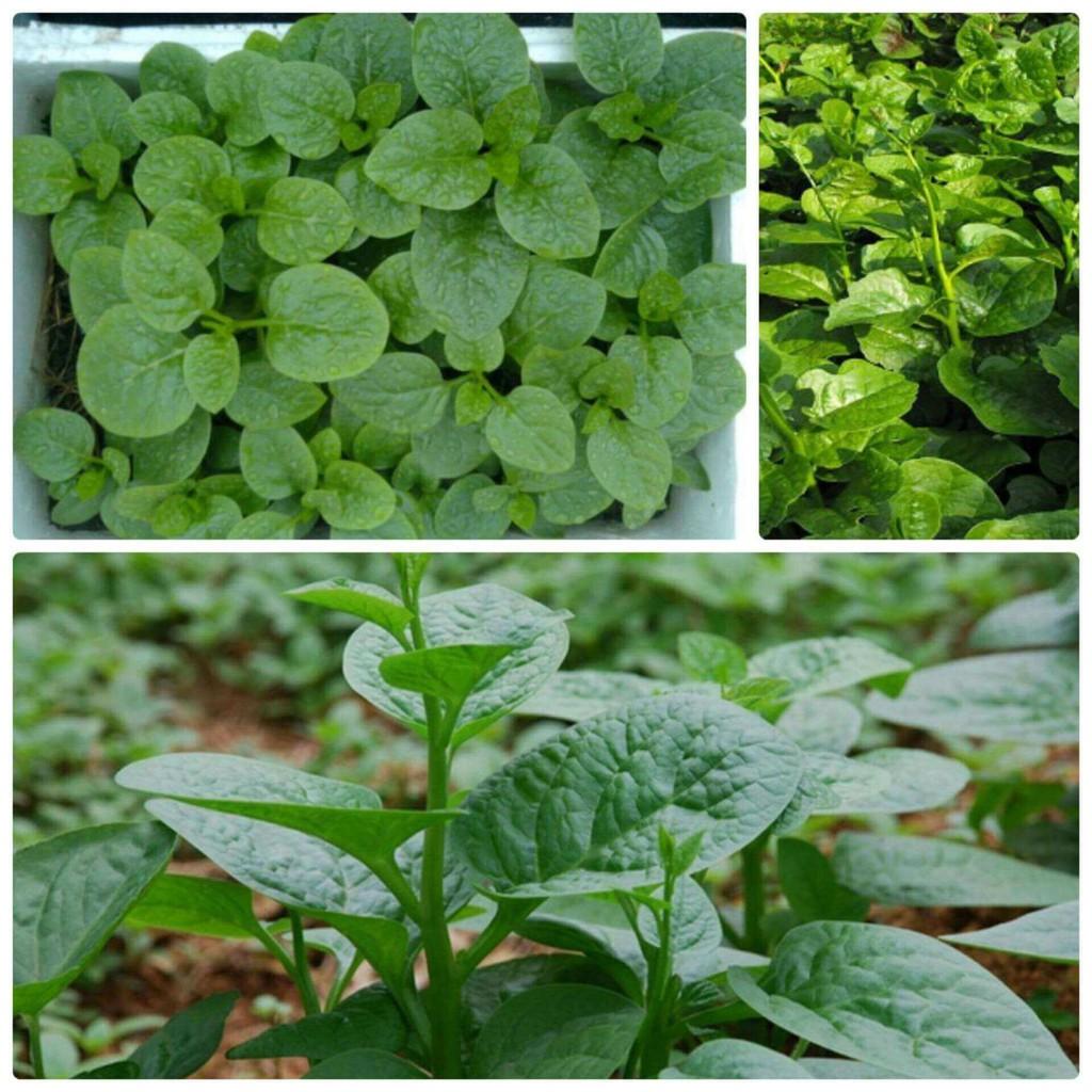 Combo 3 Hạt Giống Rau Mồng Tơi Xanh