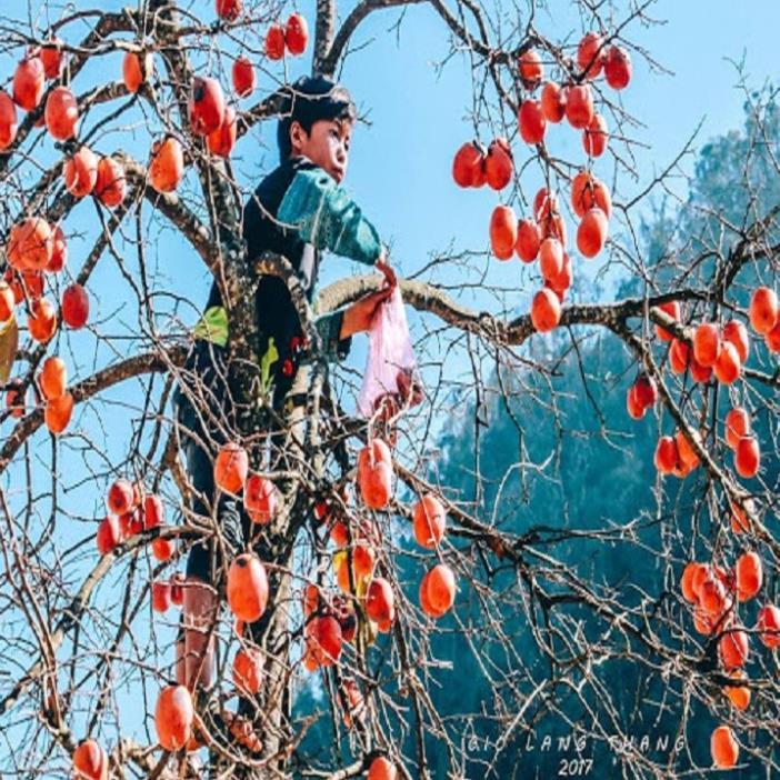 CÂY GIỐNG HỒNG QUẢ ĐỎ SIÊU NGON SIÊU QUẢ