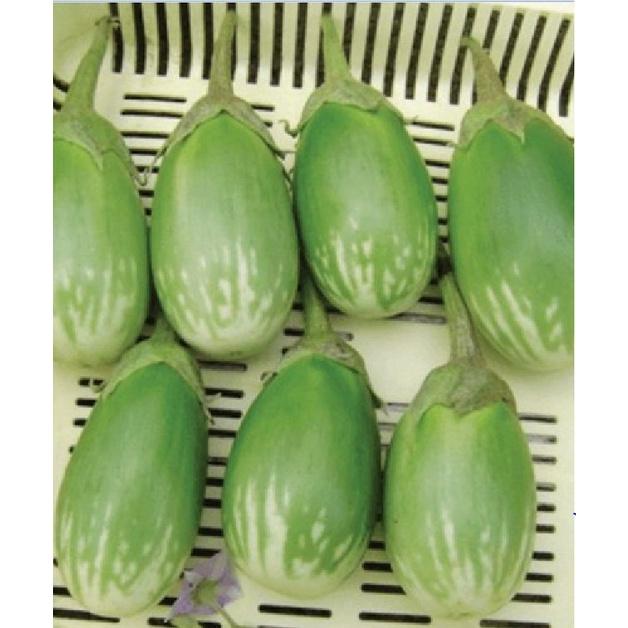 Hạt giống Cà Trứng Rồng Mã Lai/gói 0.3gram-tặng kèm gói phân bón lót