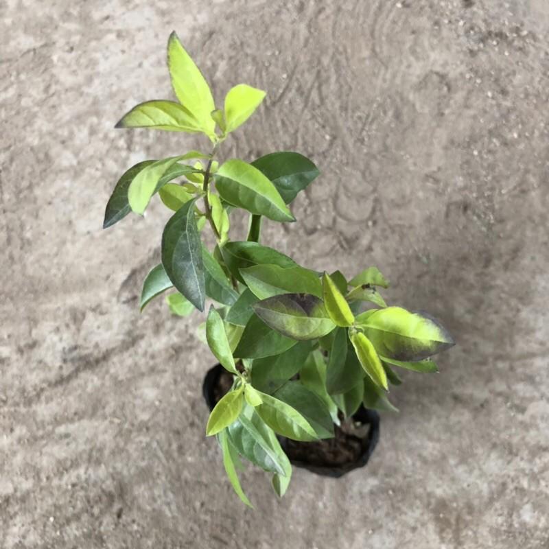 Cây chuỗi ngọc nhỏ chiều cao cây 10-12cm lá xanh đẹp thích hợp trồng hàng rào trang lối đi sân vườn