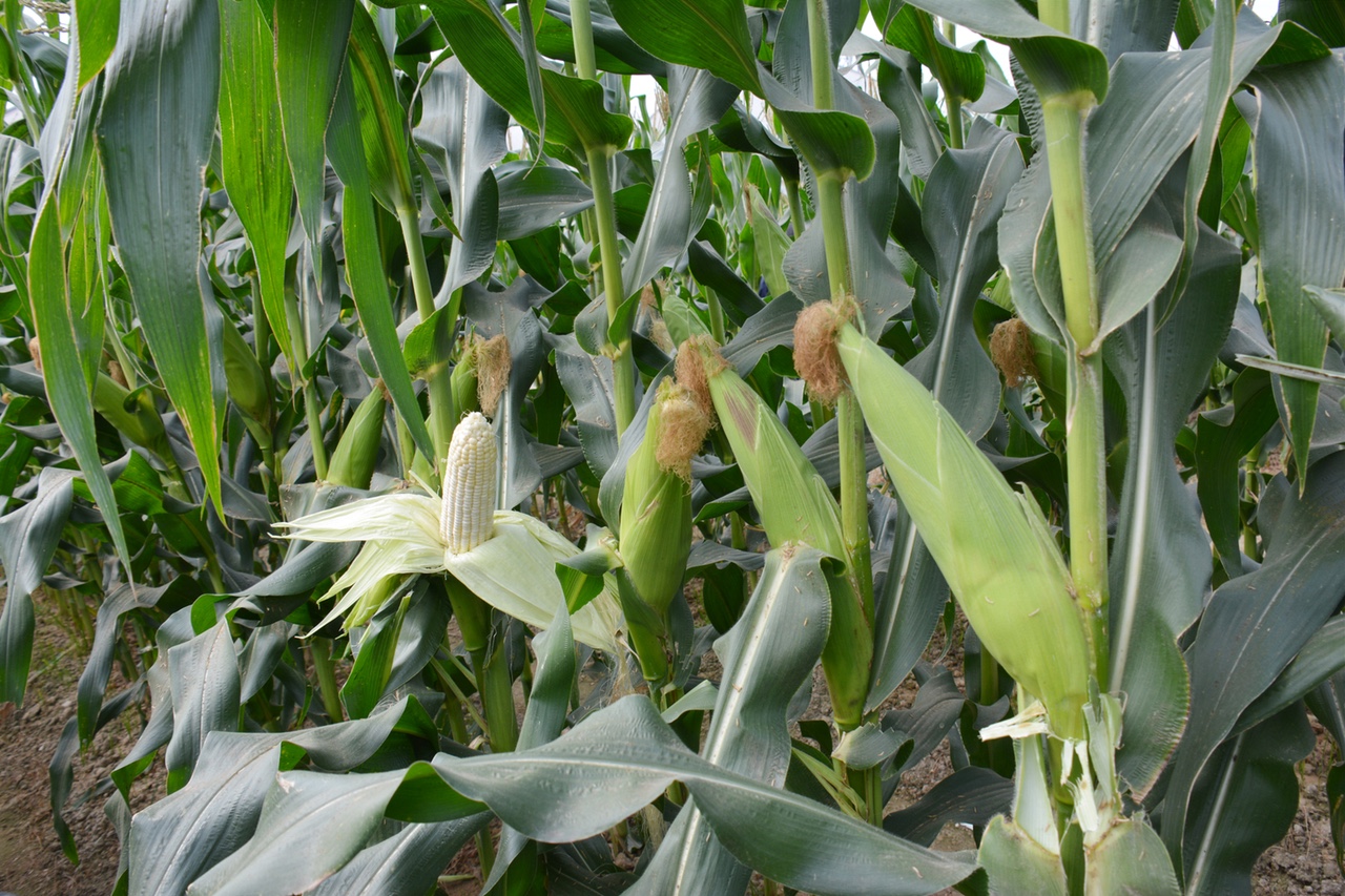 Hạt Giống Ngô Nếp Lai HN90 Đều Dẹp Thơm Tròn Hạt