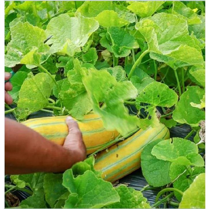 Combo 2 gói  Hạt Giống Dưa Gang -gói 20 hạt/tặng kèm gói phân bón lót