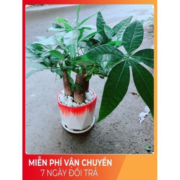 Chậu Kim Ngân 3 Thân Lớn
