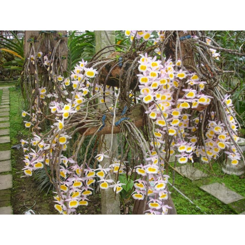 1 bảng  lan long tu lào rừng tây bắc hàng thuần siêu to, hoa siêu đẹp